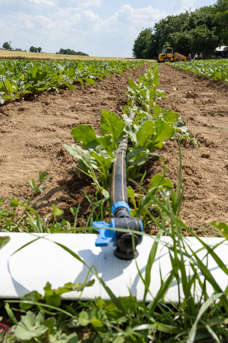 Drip irrigation system watering crops in a farm field